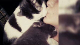 image of someone kissing a black and white cat. another black cat is nestled under their chin