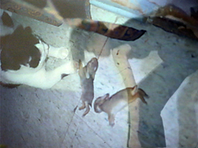 overhead view of a black and white cat laying in front of two dead bunnies, a woman's figure is overlayed across the image