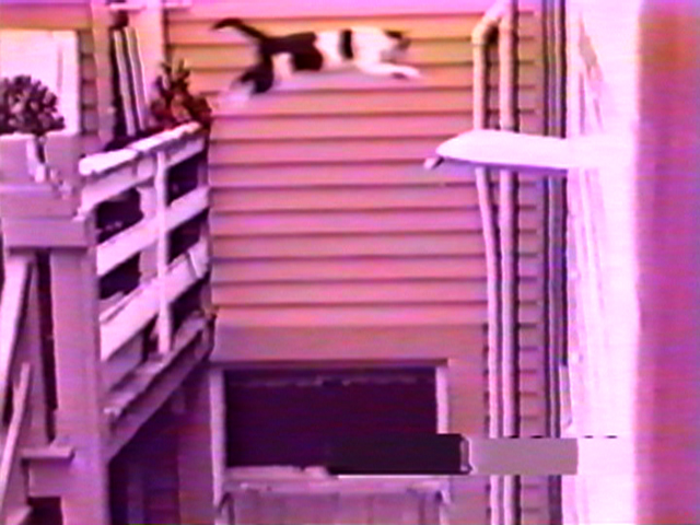 a black and white cat leaps off a balcony onto a ledge