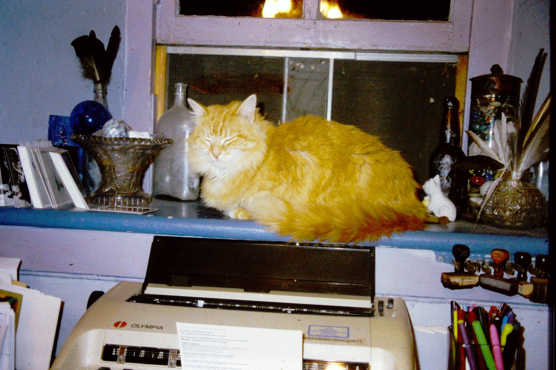 Karma, an orange cat, resting above Schneemann’s typewriter in New Paltz