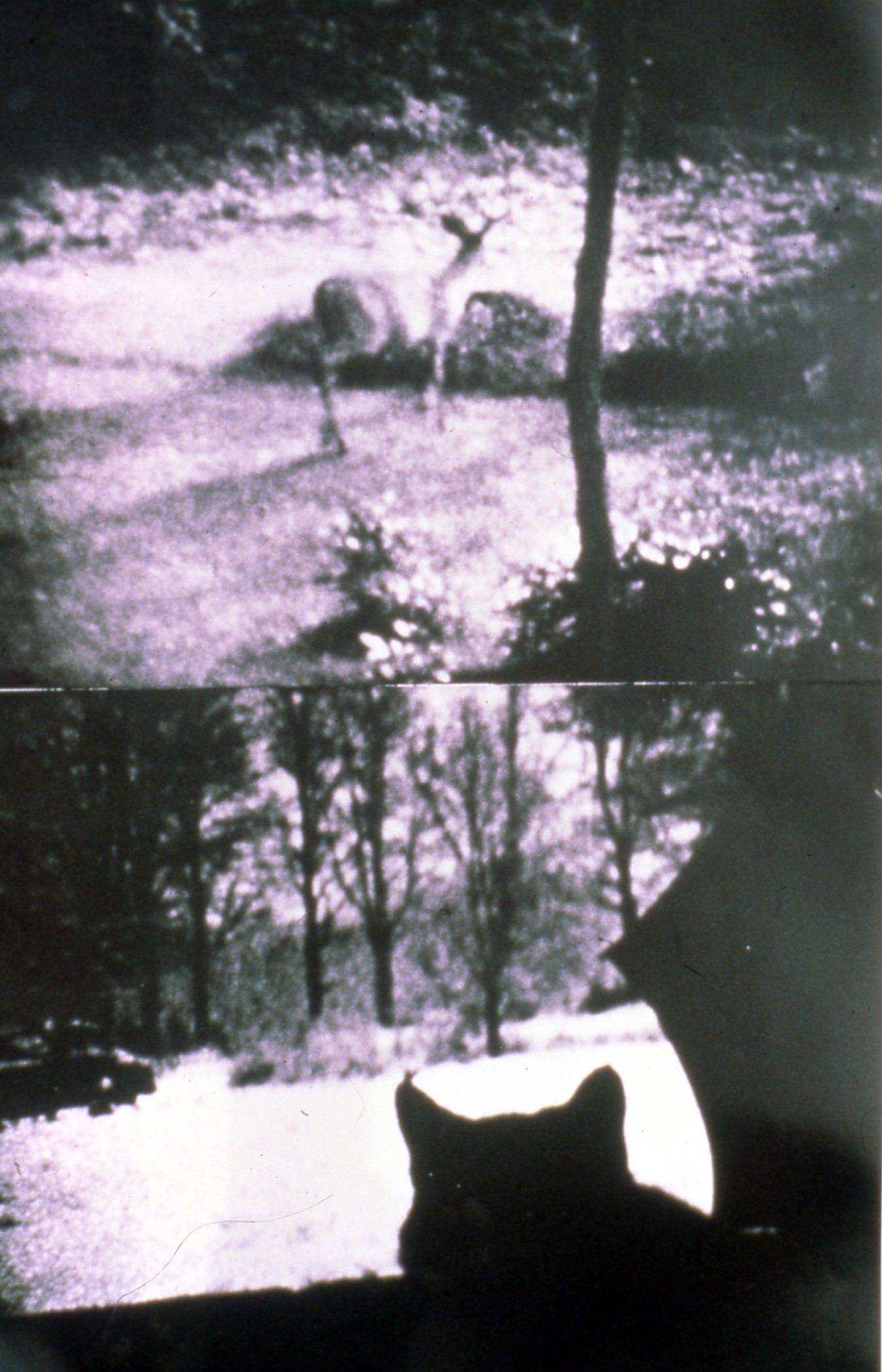 Still from Kitch’s Last Meal with a cat looking out a window