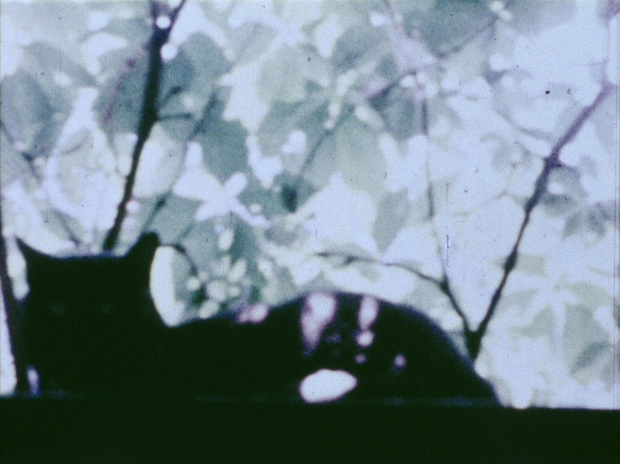 Still from Fuses showing a cat silhouette against bright foliage