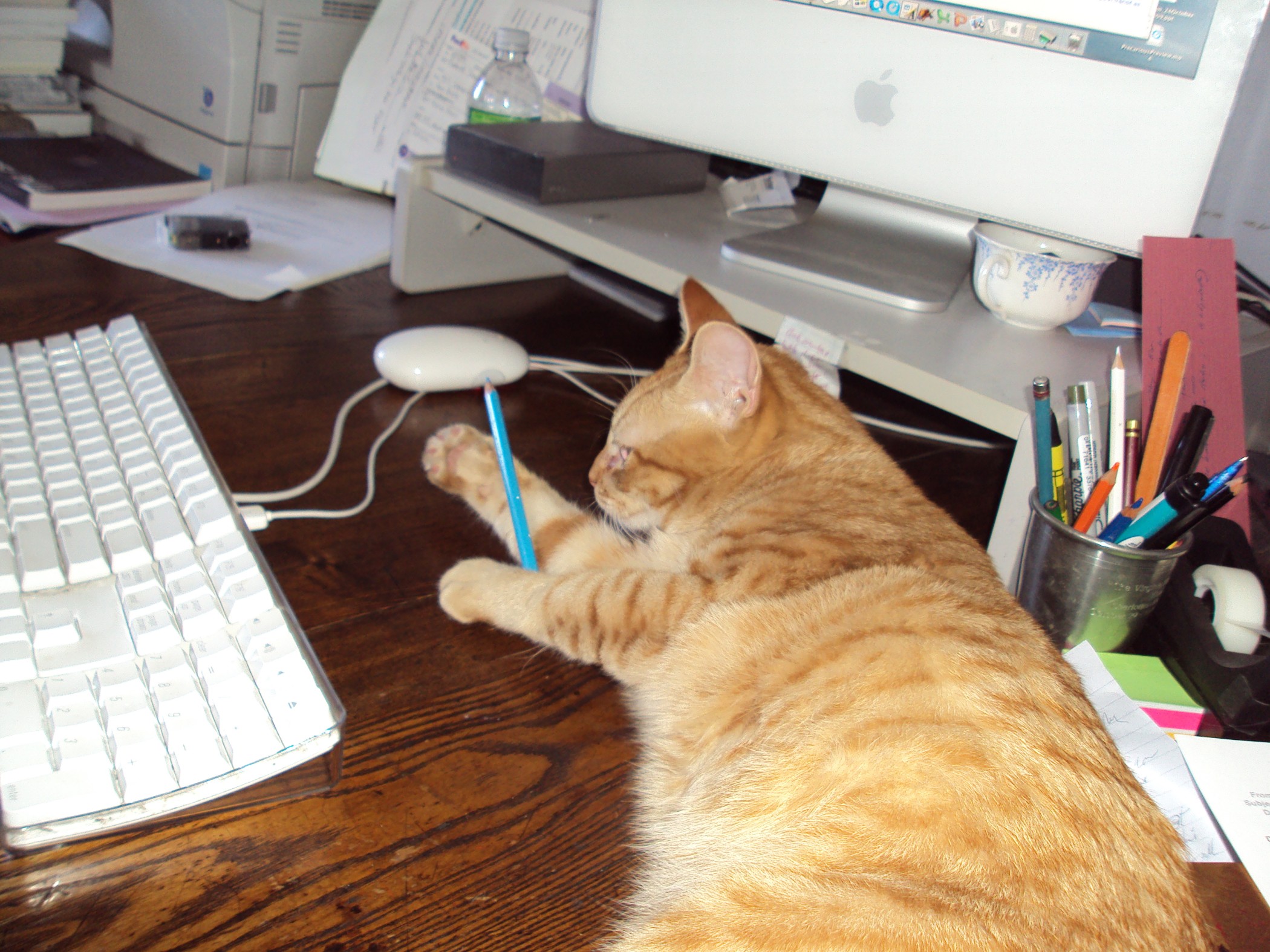 Trouve, an orange tabby, playing with a pencil on Schneemann’s desk